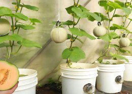 How can we grow musk melons on the pots at home?